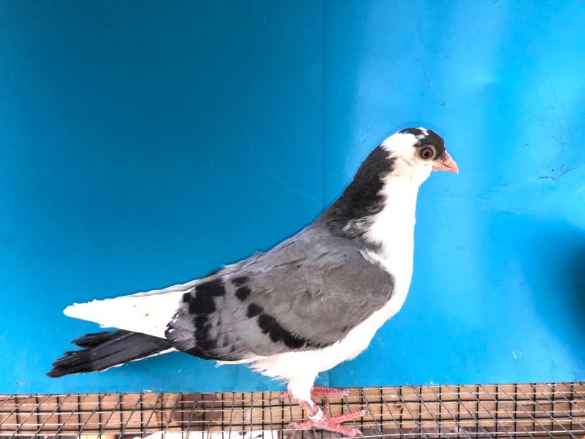 12285  mascul  2021 - Plecați ALBUM 3