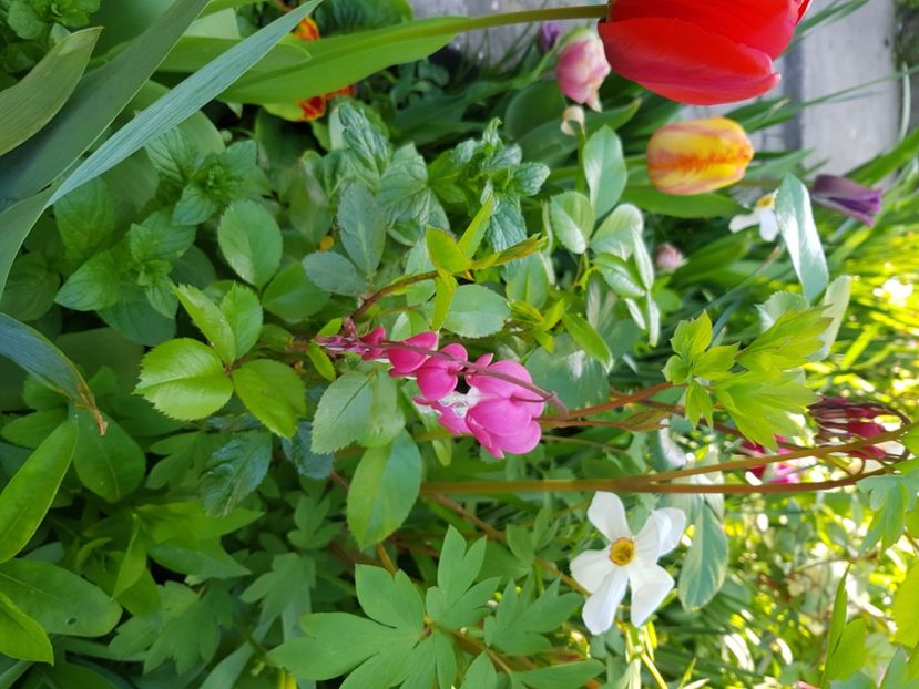  - Martie 2021 aprilie 22