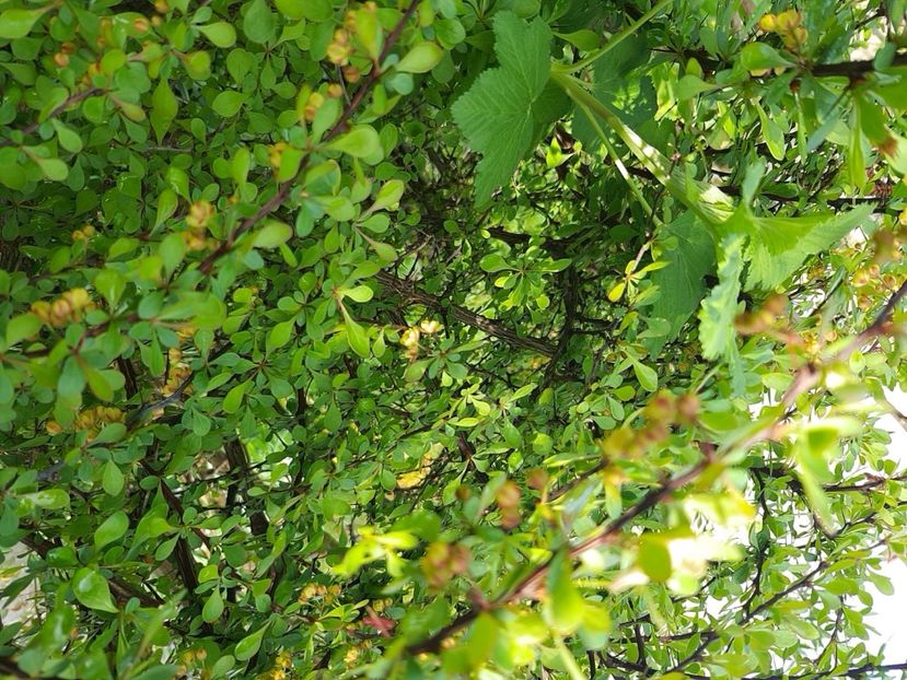  - Arbuști 2021-2023