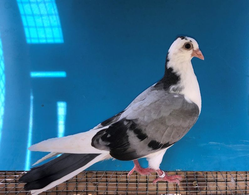 12244  femelă  2021 - Plecați ALBUM 3