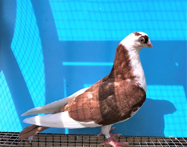 12231  mascul  2021 - Plecați ALBUM 3