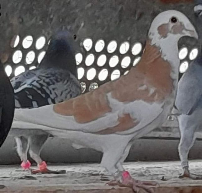  - NU IMI APARTIN ALBUM NR 2