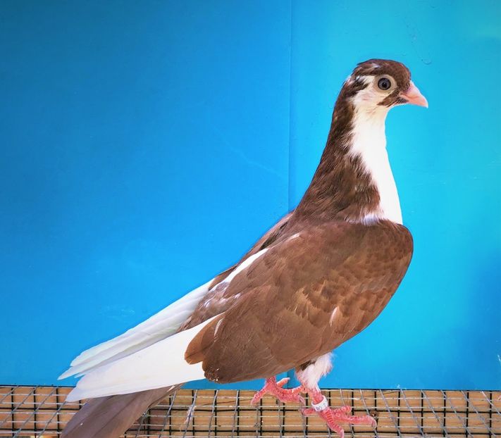 12249  mascul  2021 - Plecați ALBUM 3