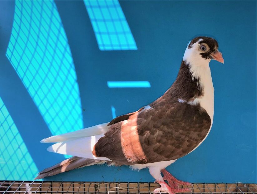 femelă  2021 - Plecați ALBUM 3