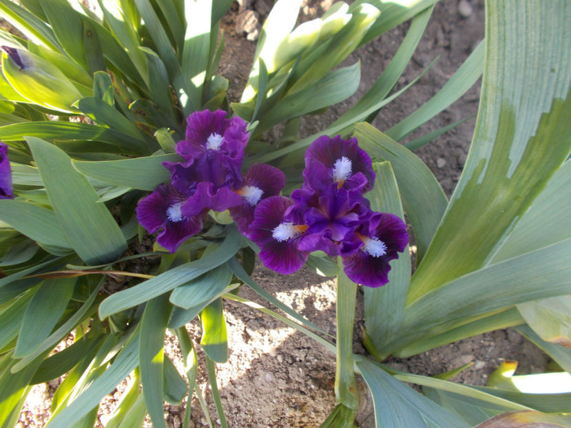 investor - IRISI PITICI-2021