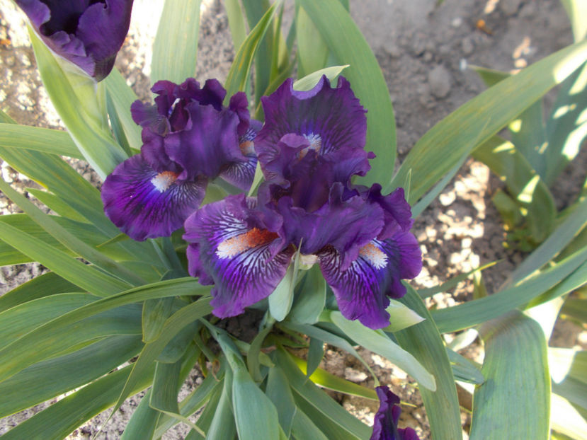 tinger  purple - IRISI PITICI-2021