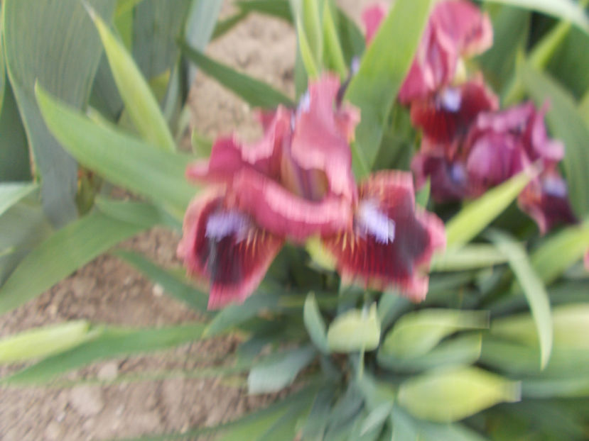 cat'e eye - IRISI PITICI-2021