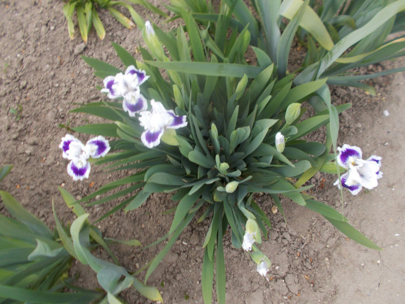 riveting - IRISI PITICI-2021