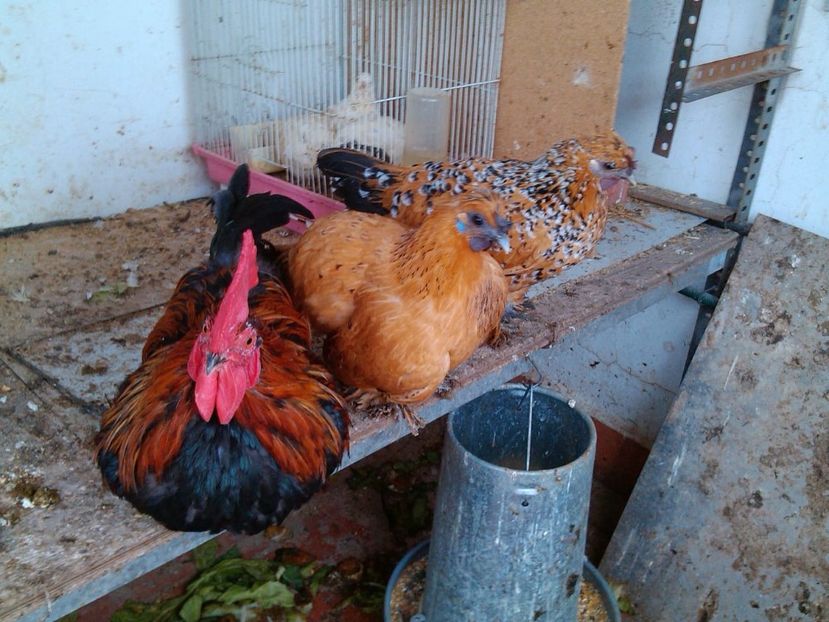 IMG-20200810-WA0000 - Gainile mele