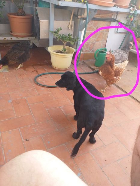 IMG-20201021-WA0012 - Gainile mele