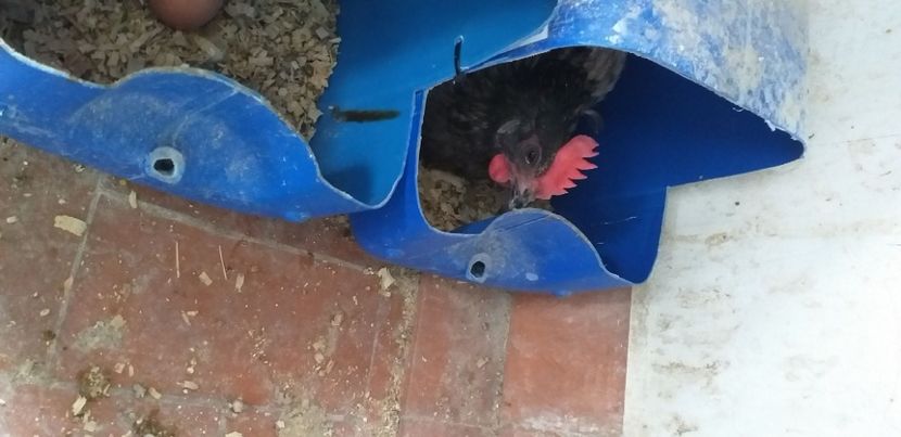 IMG-20201105-WA0005 - Gainile mele