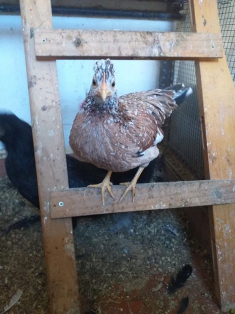 IMG-20210103-WA0009 - Gainile mele