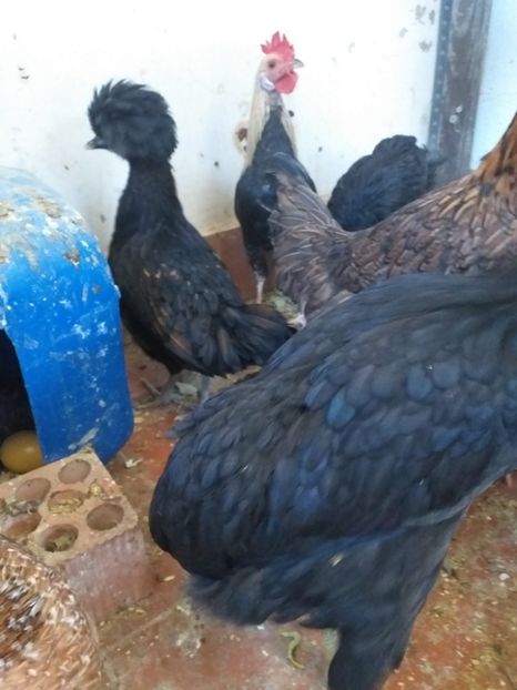 IMG-20210103-WA0013 - Gainile mele