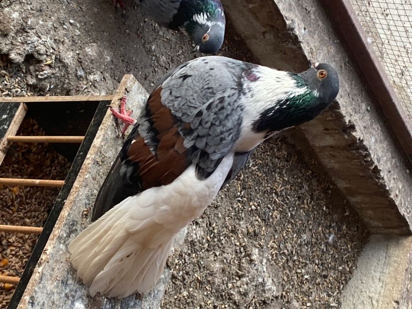 81446B26-56CC-4134-A075-6BF0EE37A8A3 - Vargati codalbi