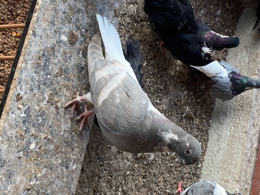 7812DA4D-D913-4961-A81D-7586E73ADCC1 - Vargati cu dunga alba