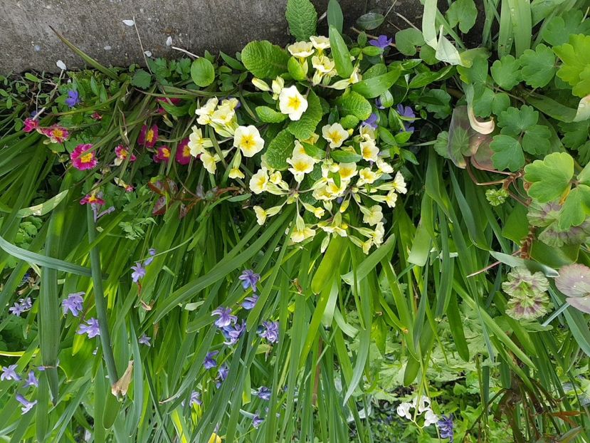  - Primule 21 22 23 24