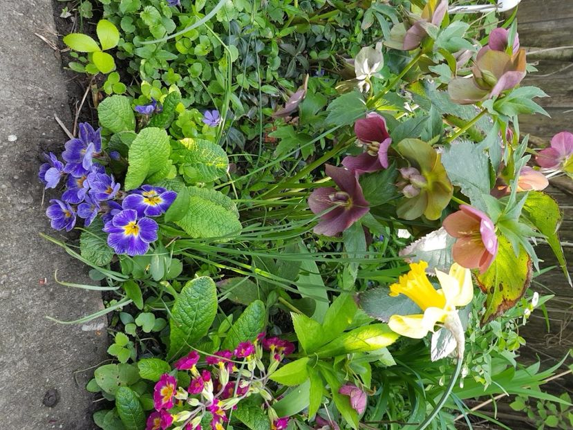  - Primule 21 22 23 24