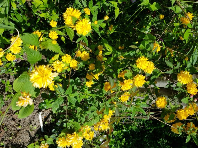  - Arbuști 2021-2023