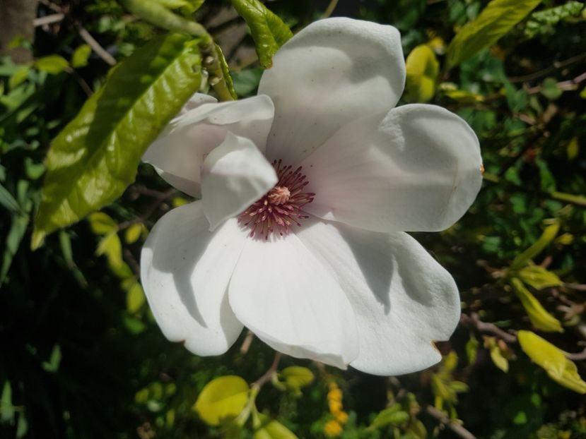  - Arbuști 2021-2023