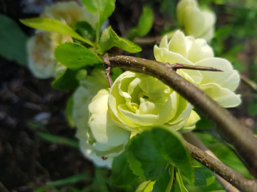  - Arbuști 2021-2023