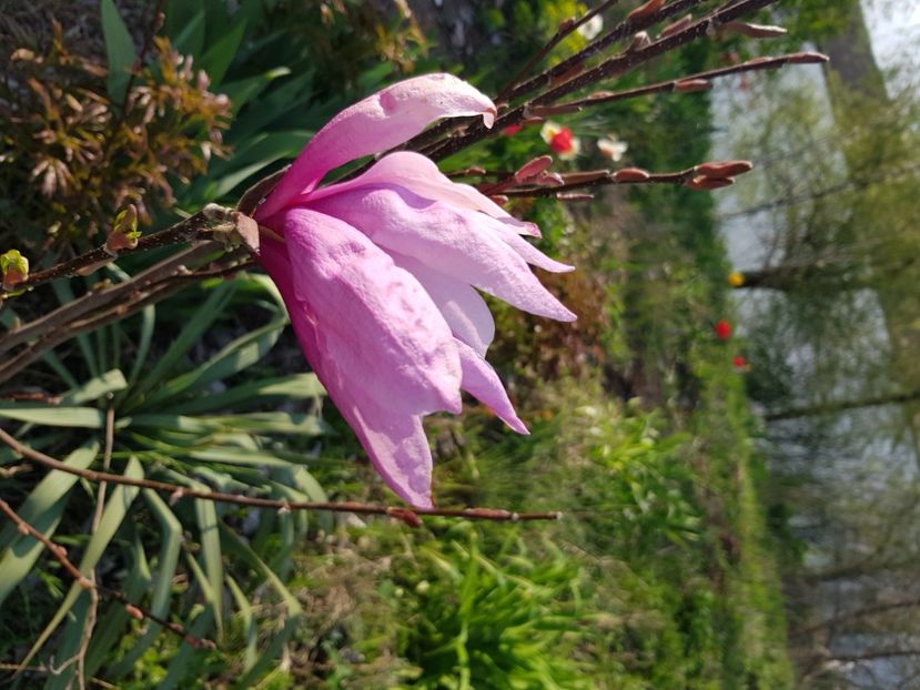  - Arbuști 2021-2023