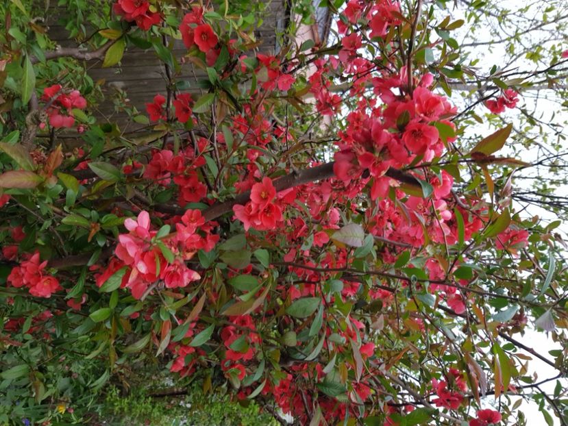  - Arbuști 2021-2023