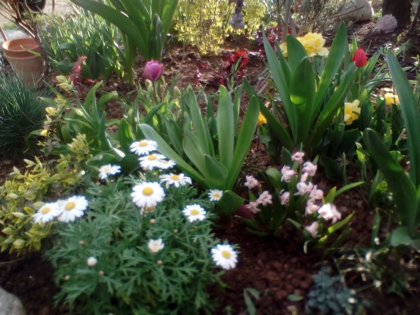  - plante de primavara