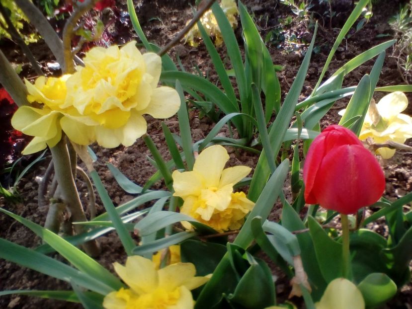  - plante de primavara