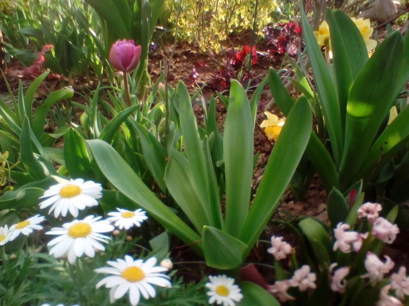  - plante de primavara