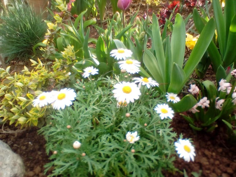  - plante de primavara