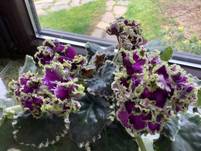  - LE Tumannost Andromedy