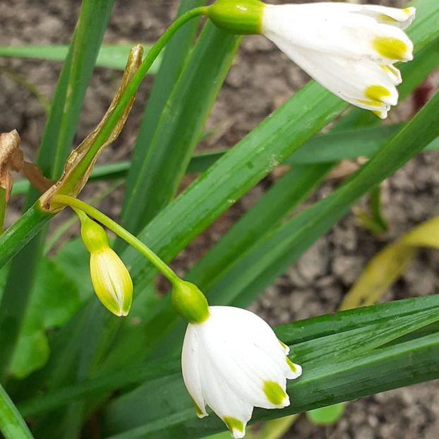  - 002Flori de primăvară 2021