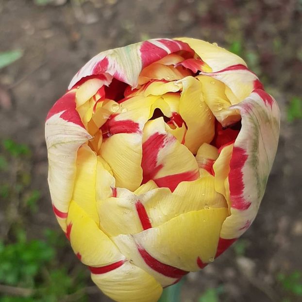  - 002Flori de primăvară 2021