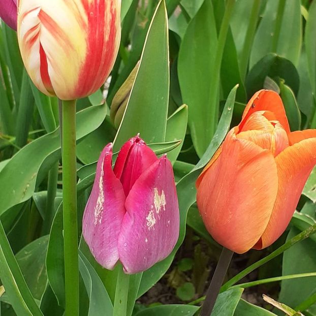  - 002Flori de primăvară 2021