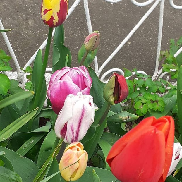  - 002Flori de primăvară 2021