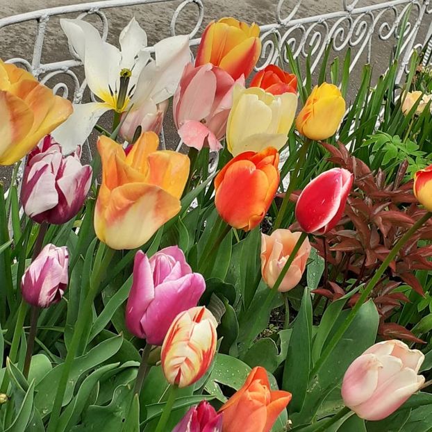  - 002Flori de primăvară 2021