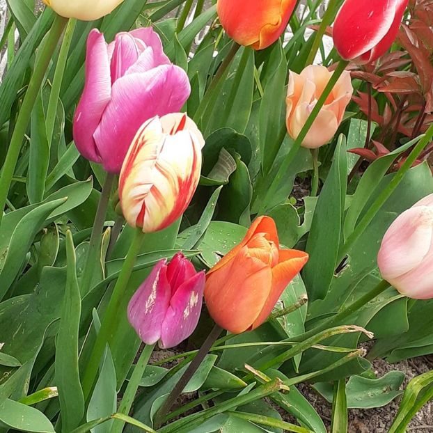  - 002Flori de primăvară 2021