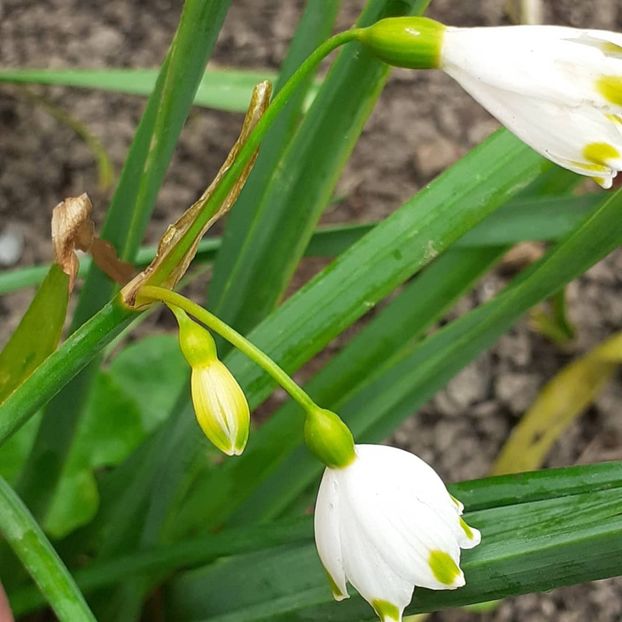  - 002Flori de primăvară 2021