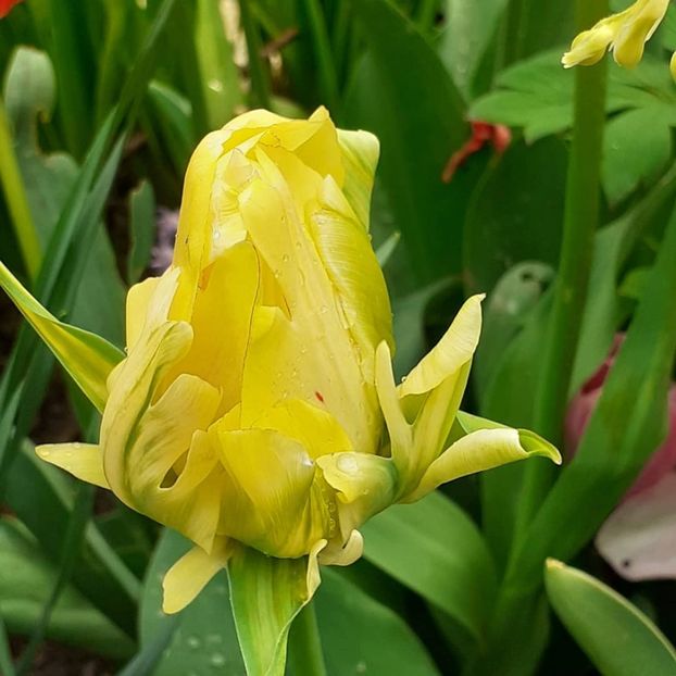  - 002Flori de primăvară 2021