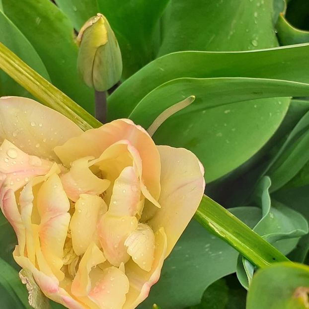  - 002Flori de primăvară 2021