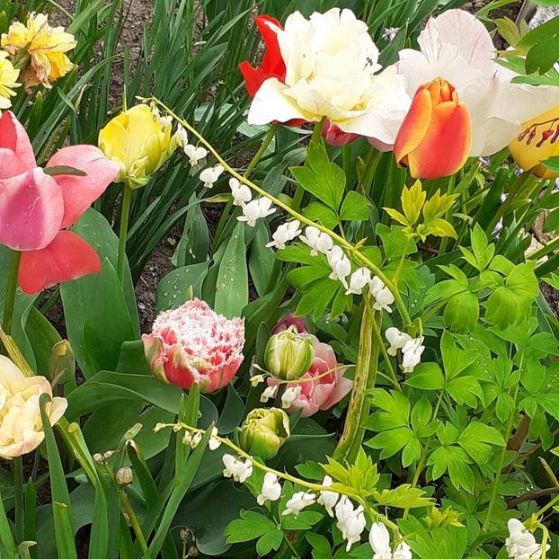  - 002Flori de primăvară 2021