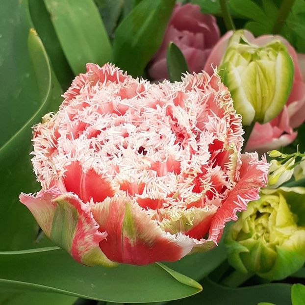  - 002Flori de primăvară 2021