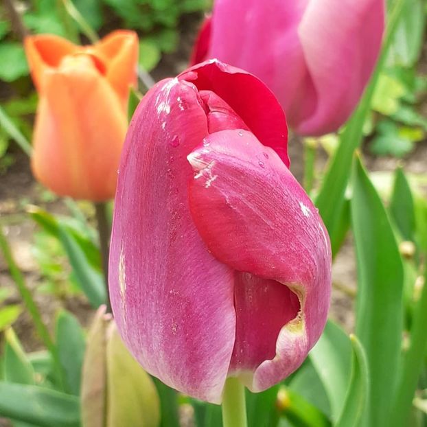  - 002Flori de primăvară 2021