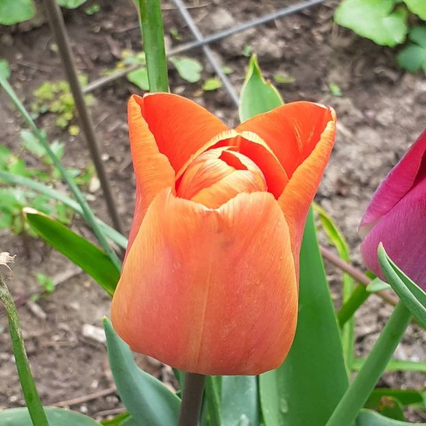  - 002Flori de primăvară 2021