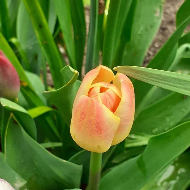  - 002Flori de primăvară 2021