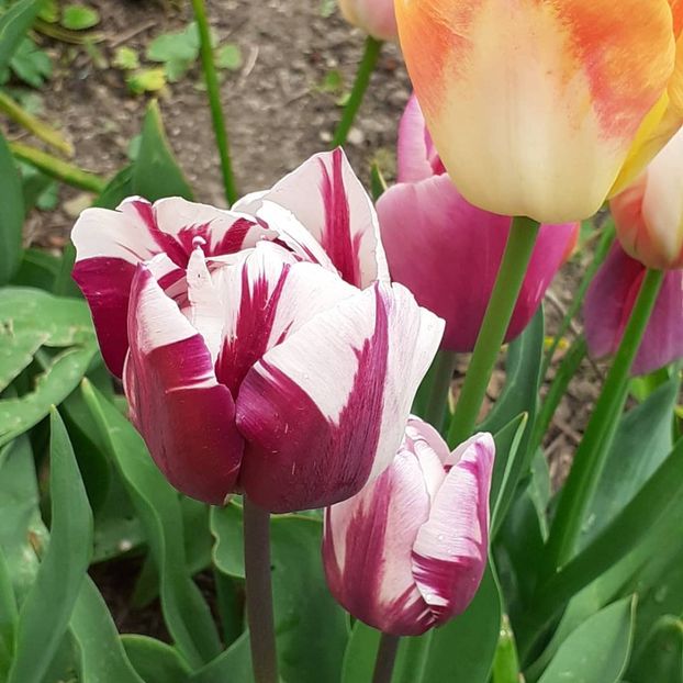  - 002Flori de primăvară 2021