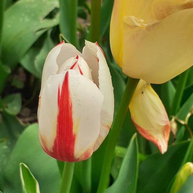  - 002Flori de primăvară 2021