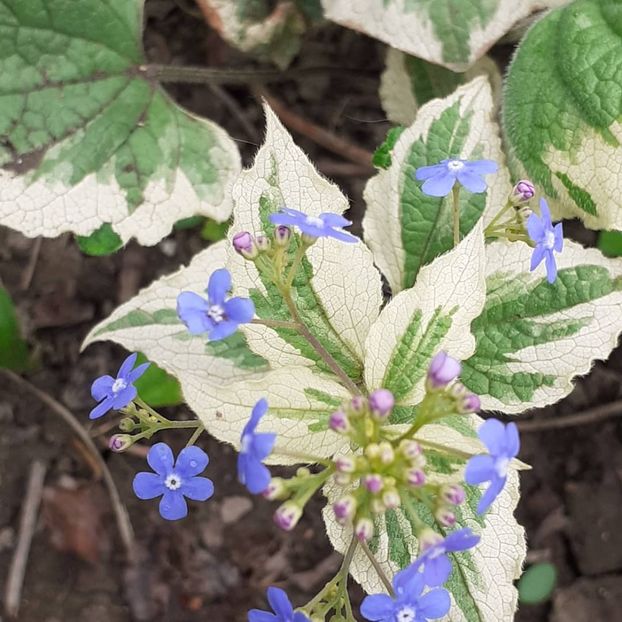  - 002Flori de primăvară 2021