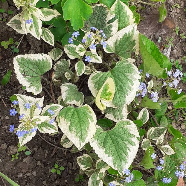  - 002Flori de primăvară 2021