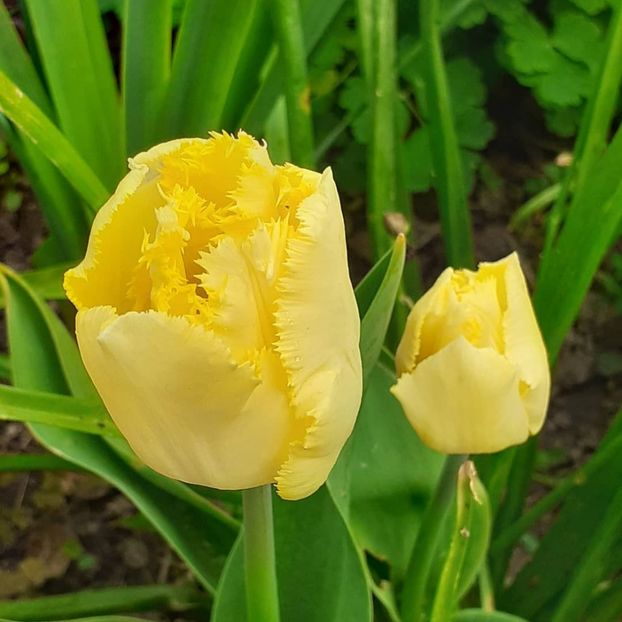  - 002Flori de primăvară 2021